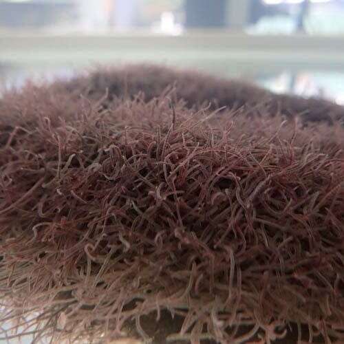 Levende Blackworms 90ml/25st