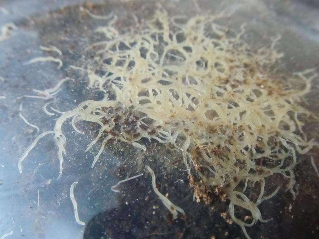 Levende White Worms 90ml/25st