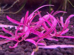 Hygrophila lancea 'Chai' invitro (Meget sjelden)