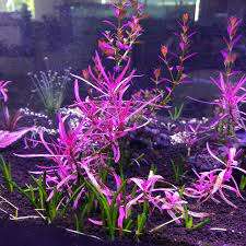 Hygrophila lancea 'Chai' invitro (Meget sjelden)