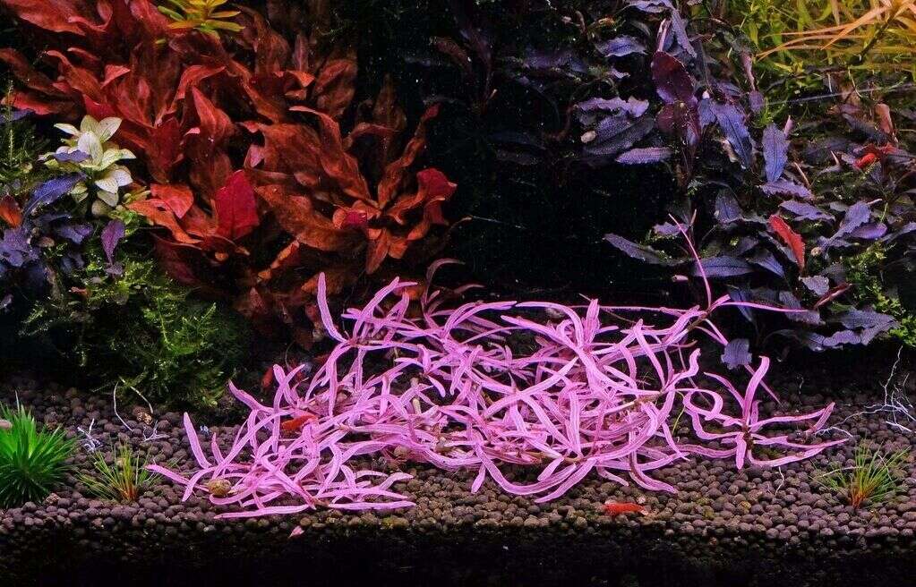 Hygrophila lancea 'Chai' invitro (Meget sjelden)