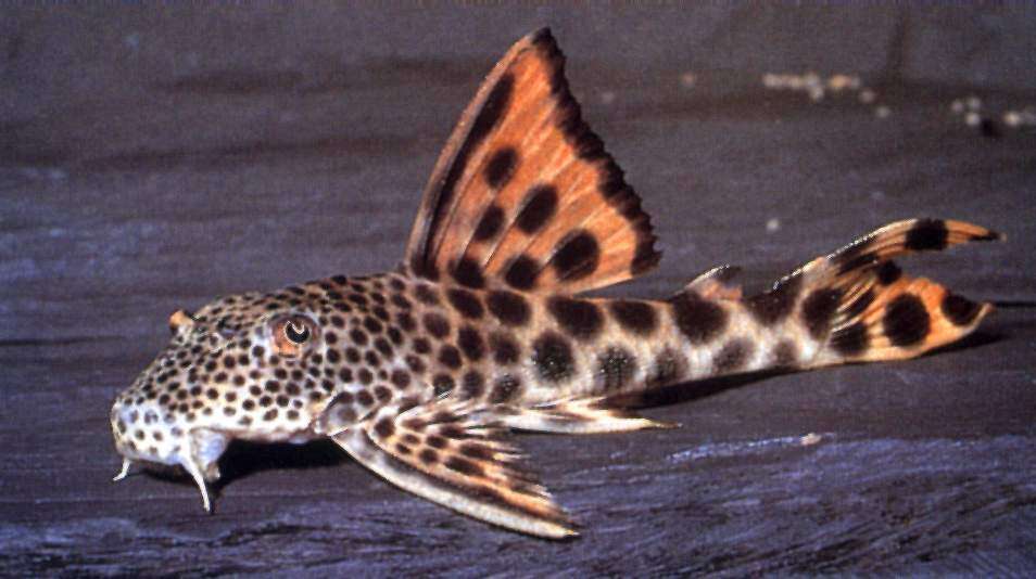 L075 Peckolt. Sabaji Vf