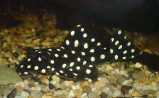 L142 Snowball Pleco