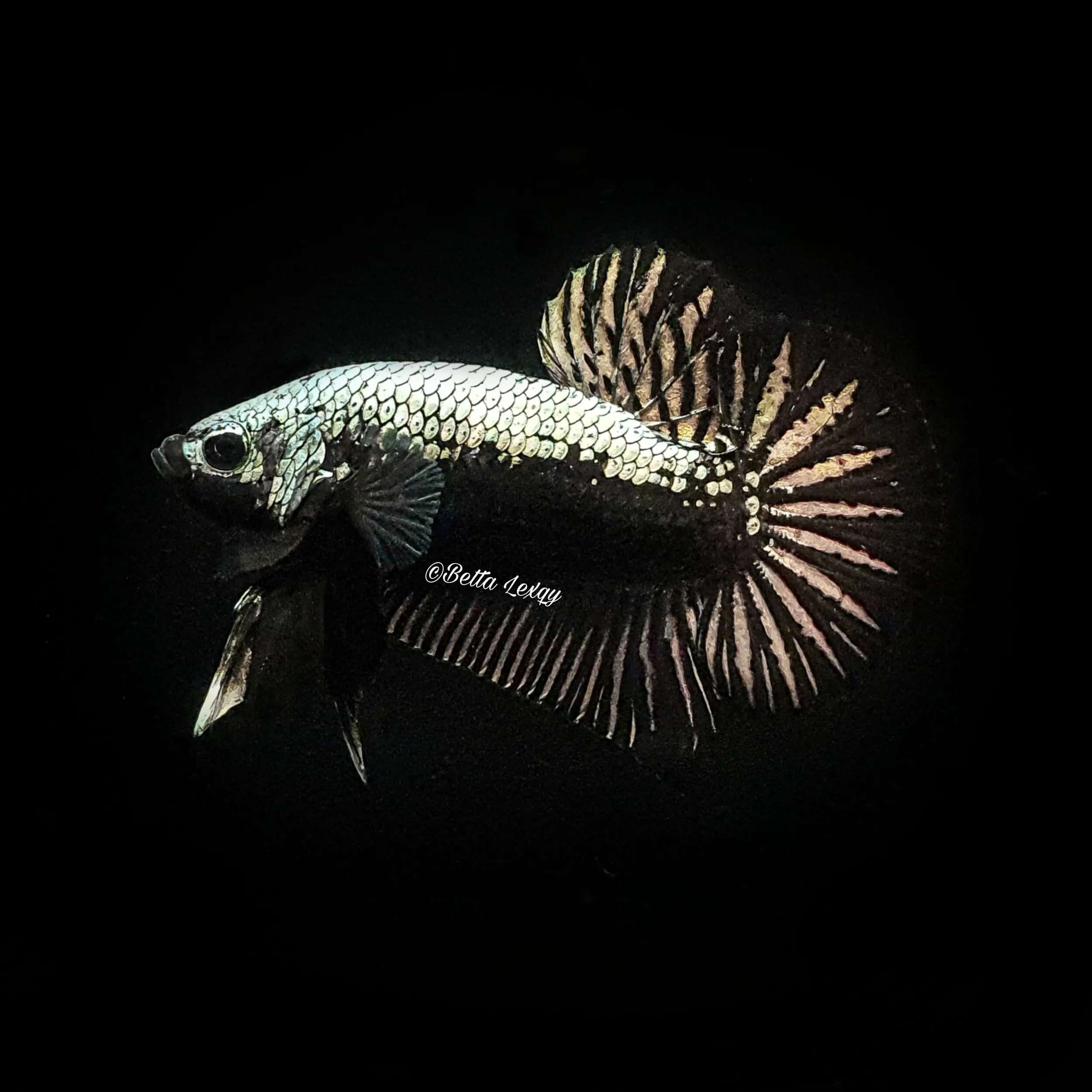 Kampfisk Pkhm Samurai Koppar Hane