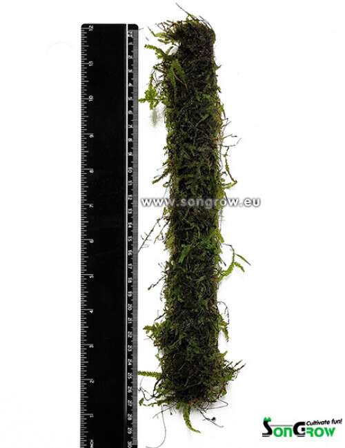 Bamboo stick med mose ca. 20cm