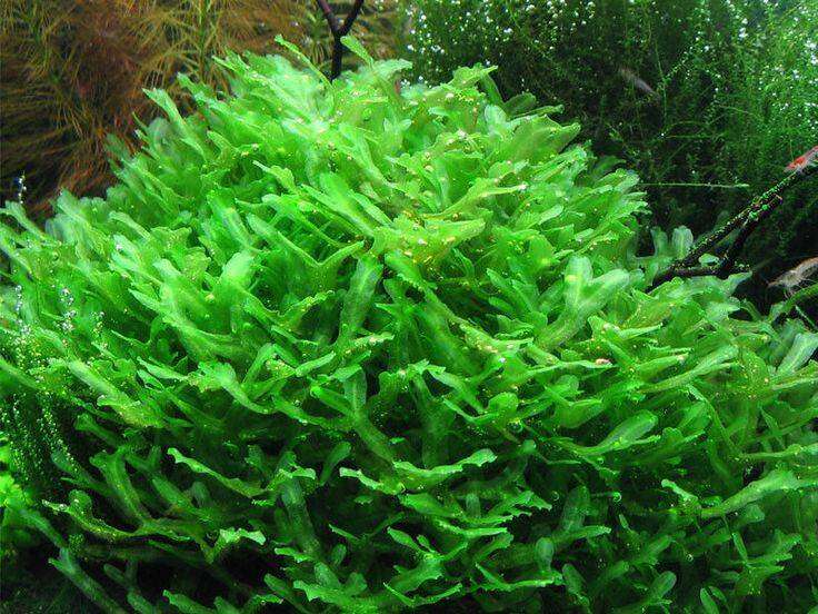Monosolenium tenerum Riccardia invitro