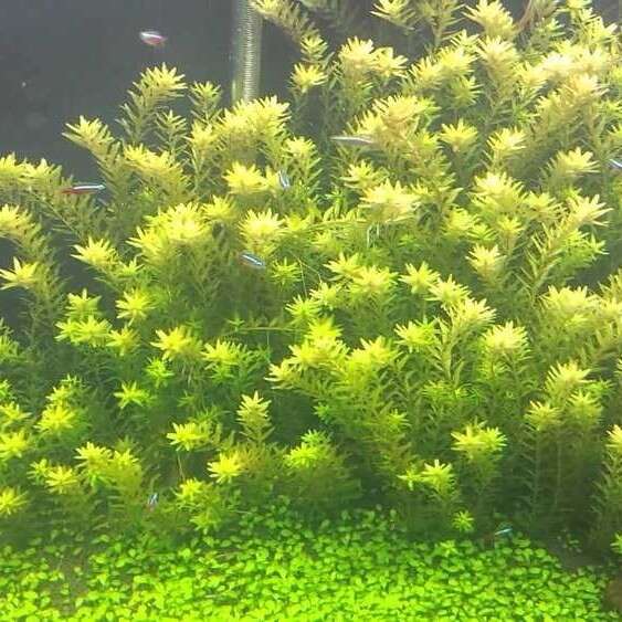 Rotala Rotundifolia Green invitro