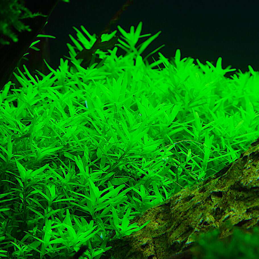 Rotala Rotundifolia Green invitro