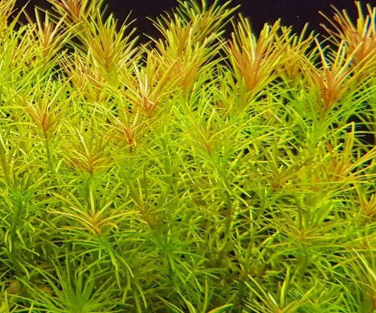 Rotala Nansjenshan invitro