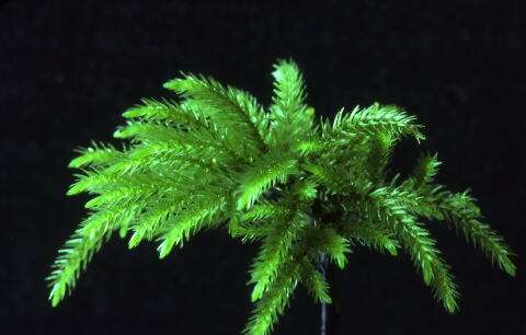 Climacium japonicum invitro