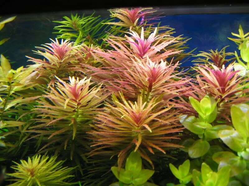 Limnophila hippuridoides invitro