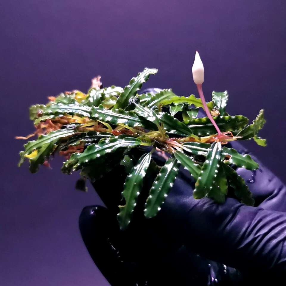 Bucephalandra sp.Aqua Artica intitro