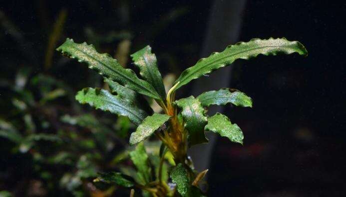 Bucephalandra sp.Aqua Artica intitro