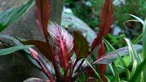 Echinodorus Horemannii Red