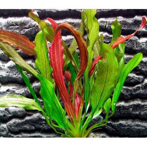 Echinodorus Red Devil