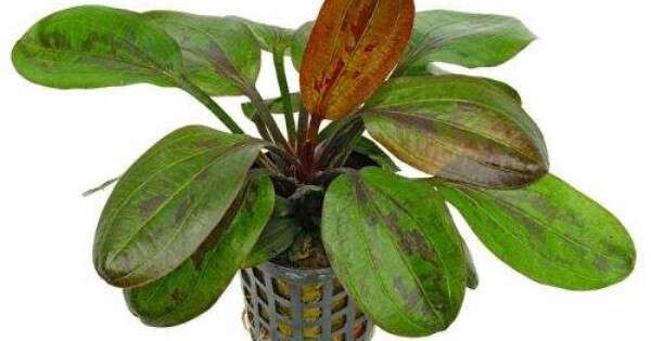 Echinodorus Hadi Red Pearl