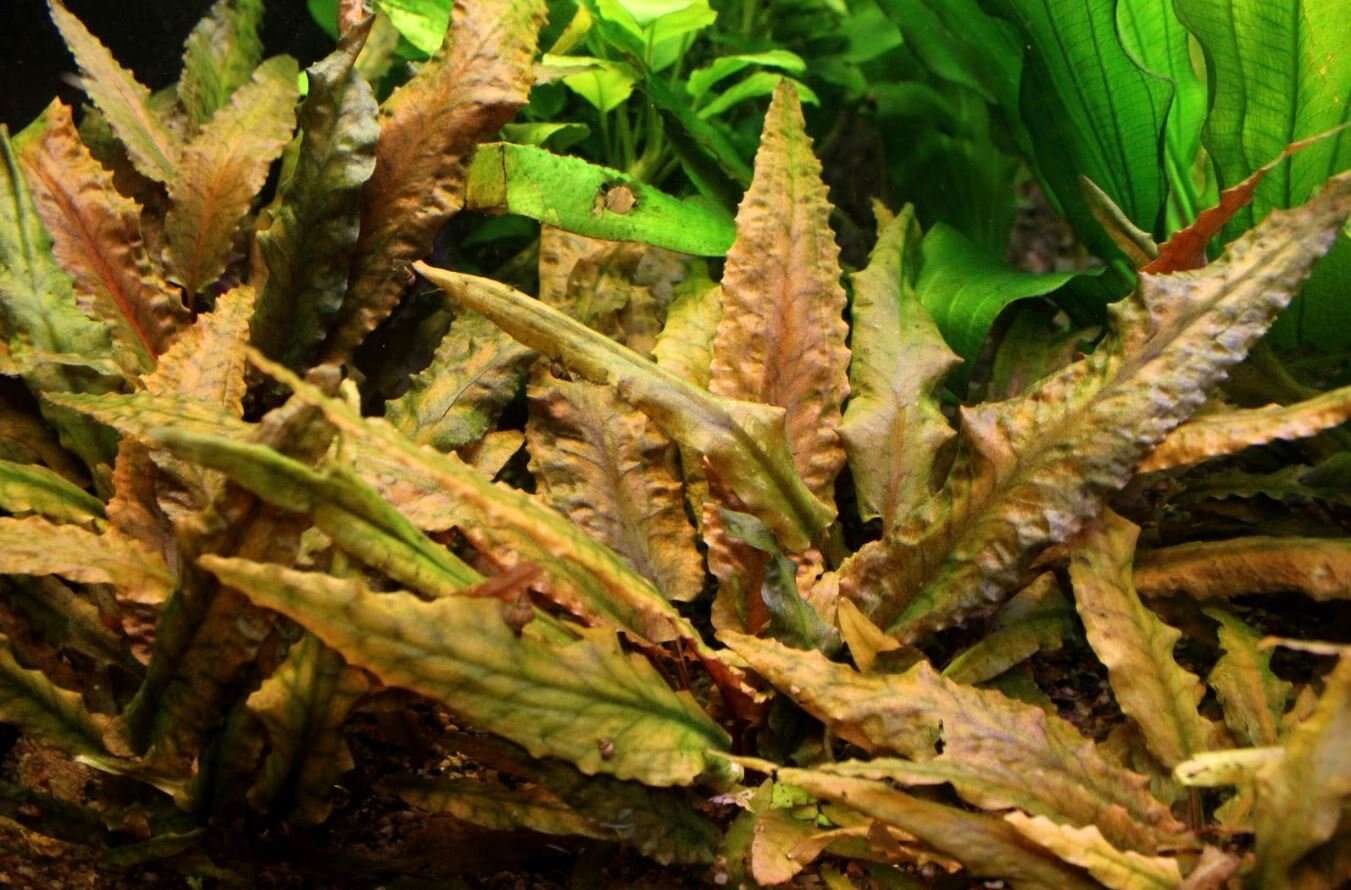 Cryptocoryne wendtii Brown