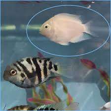 White Polar Parrot Cichlid 4-5cm