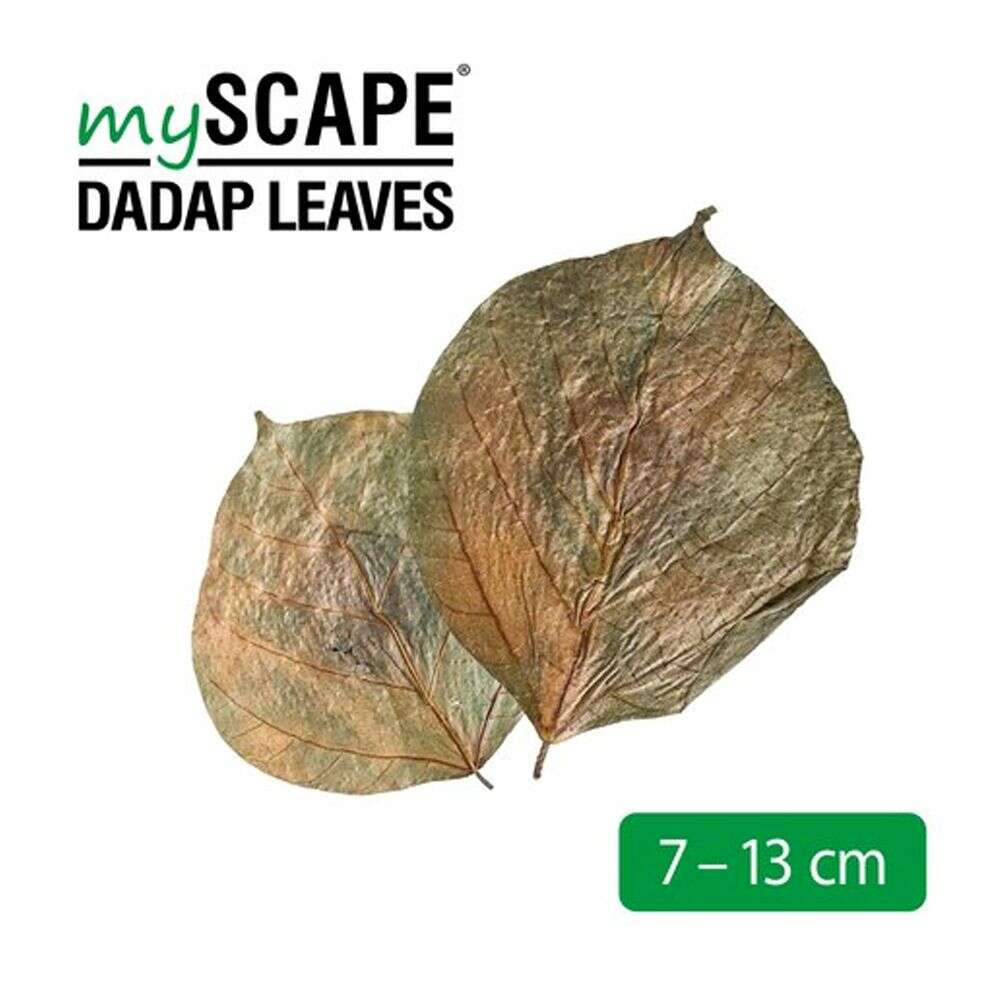 Arka MyScape Dadap Leaves 10stk