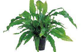 Microsorum Pteropus Latifolia