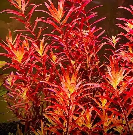 Rotala Rotundifolia Blood Red, invitro