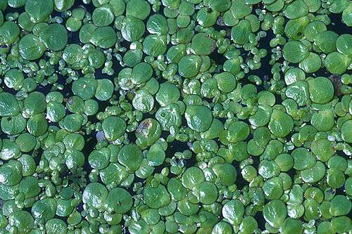 Spidoela polyrrhiza invitro