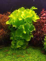 Nymphoides hydrophylla Taiwan