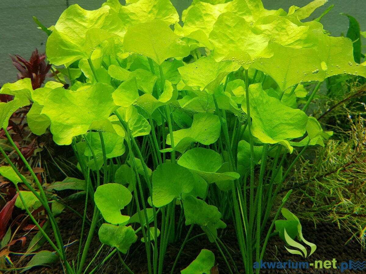 Nymphoides hydrophylla Taiwan