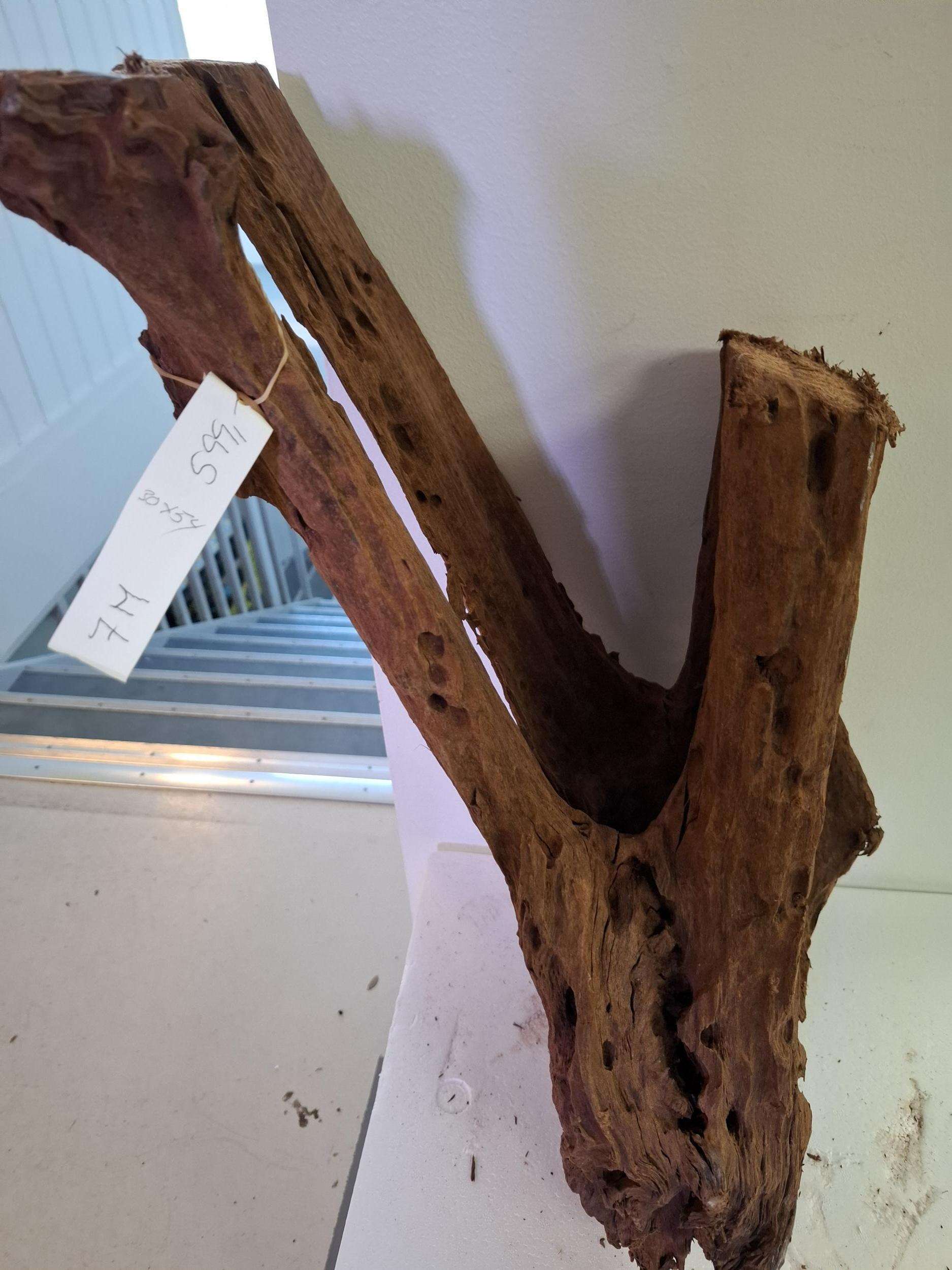 Stor Mangrove rot 7M