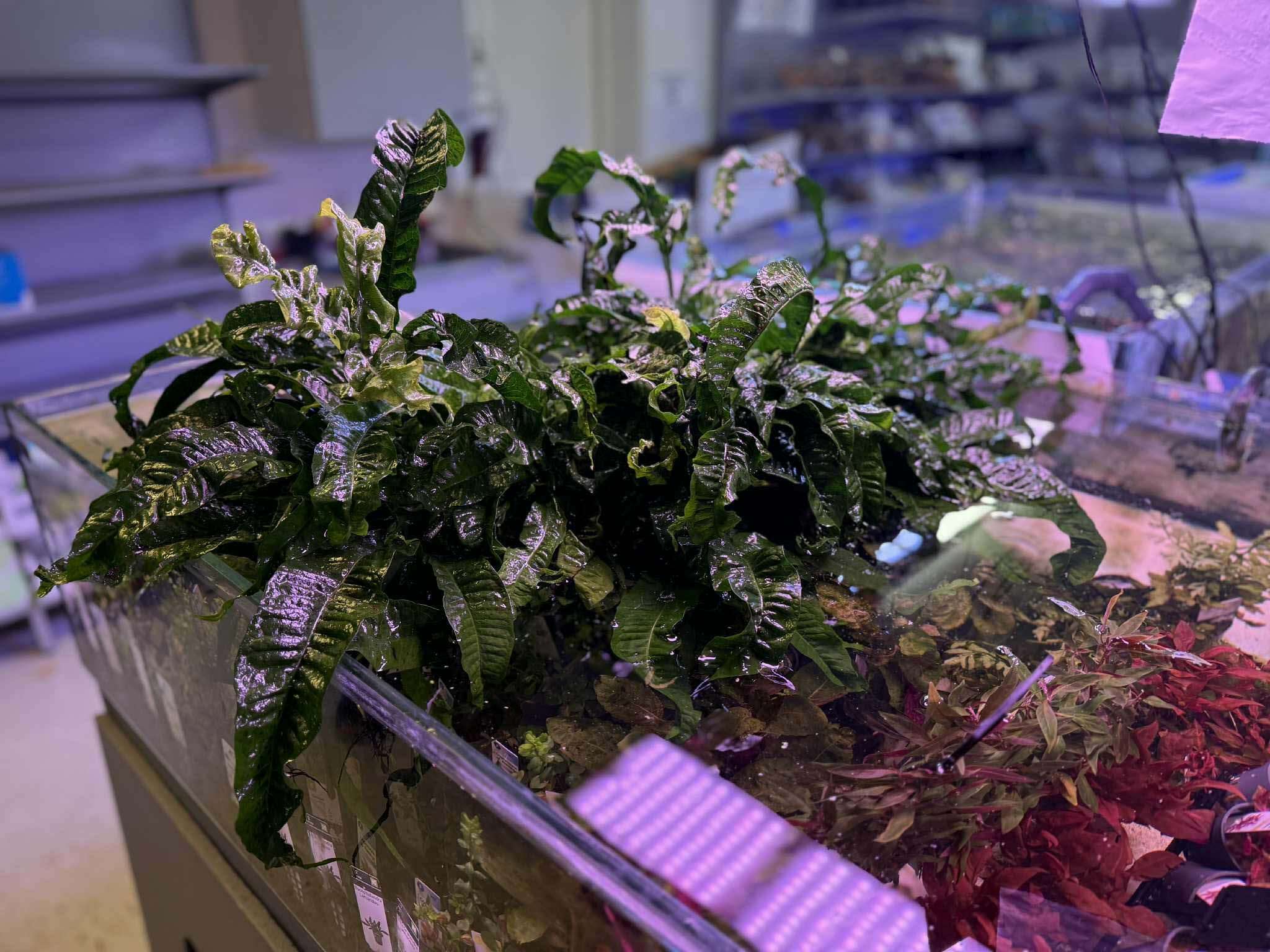 Microsorum pteropus XXXL