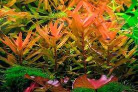 Ammania Gracilis invitro