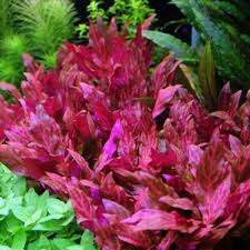 Alternanthera reineckii 'Rosanervig' invitro