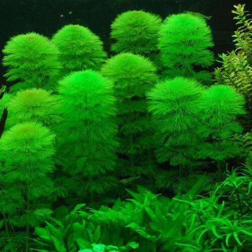 Limnophila Aquatica invitro