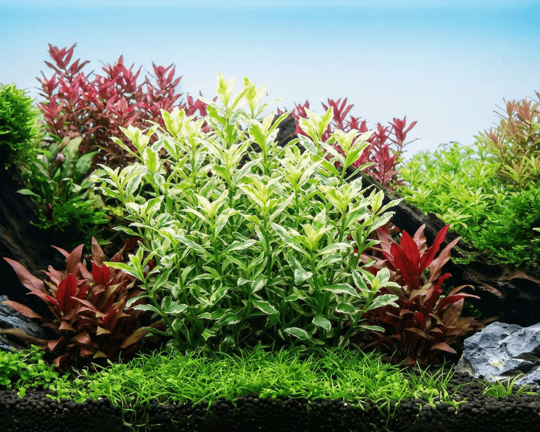 Hygrophila Polysperma White invitro