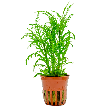 Hygrophila Odora Difformis