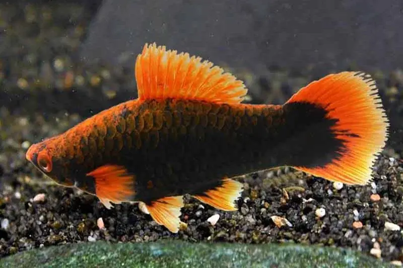 Alfa Xiphophorus hellerii