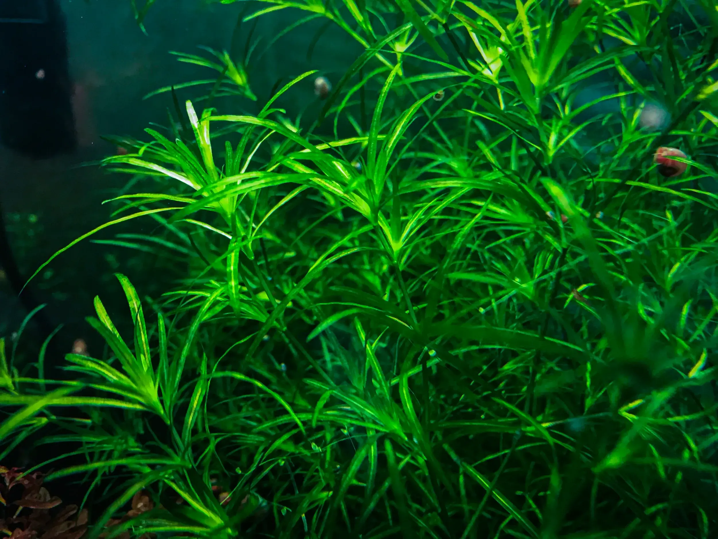 Najas guadalupensis guppygress invitro