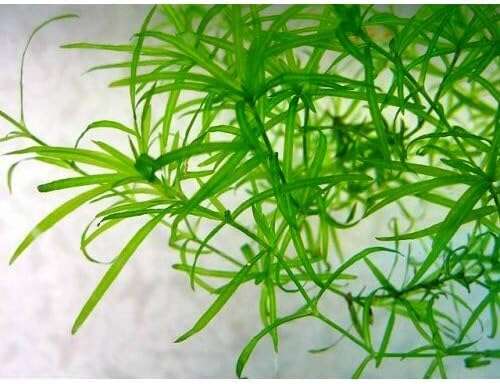 Najas guadalupensis guppygress invitro