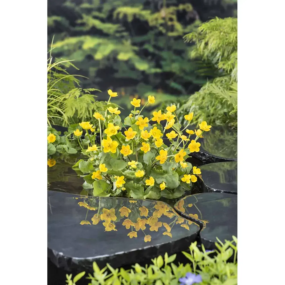 Caltha Palustris