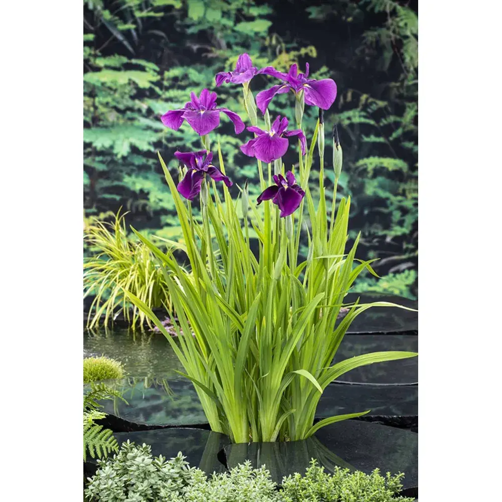 Iris Kaempferi