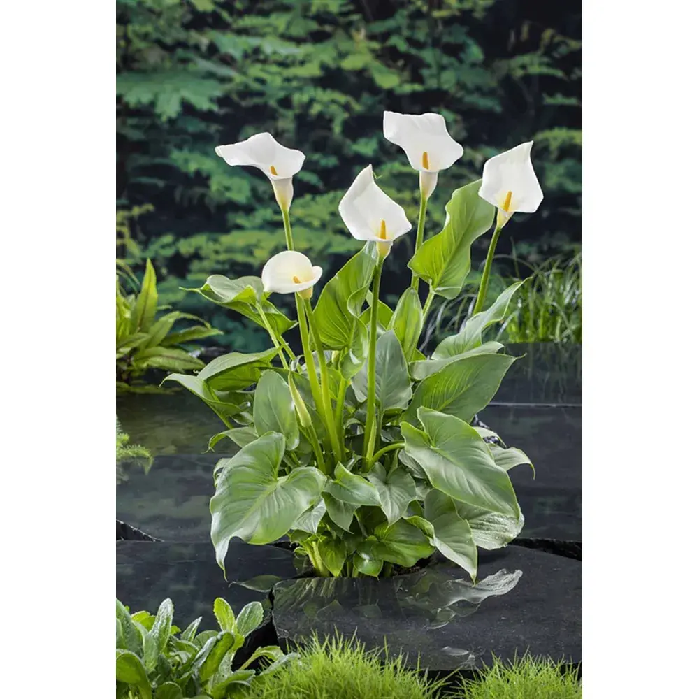 Zantedeschia Aethiopica (18x18)