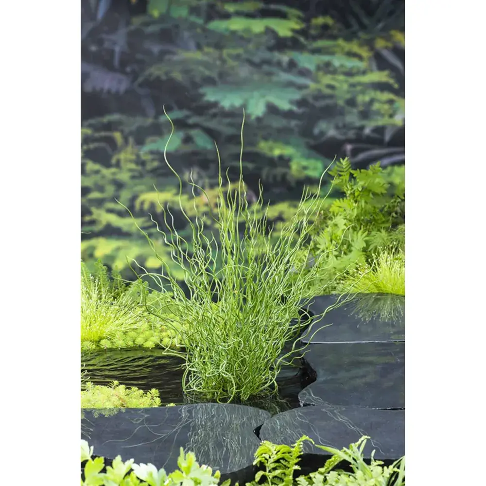 Juncus Effusus 'Spiralis' (18x18)