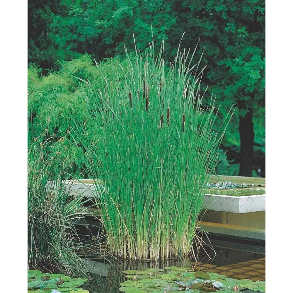 Typha Angustifolia