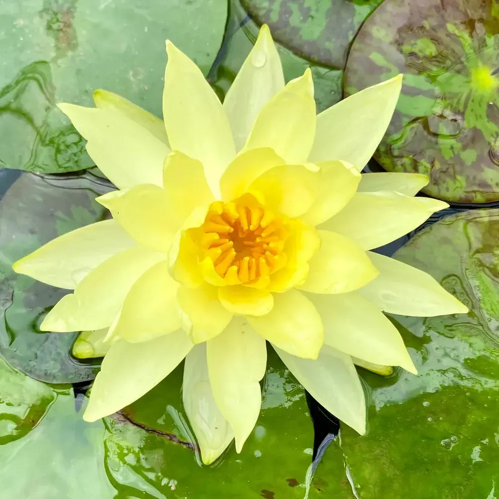 Nymphaea Marliacea Chromatella