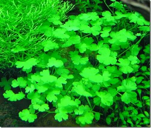 Hydrocotyle Tripartita invitro