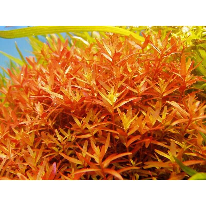 Rotala rotundifolia invitro