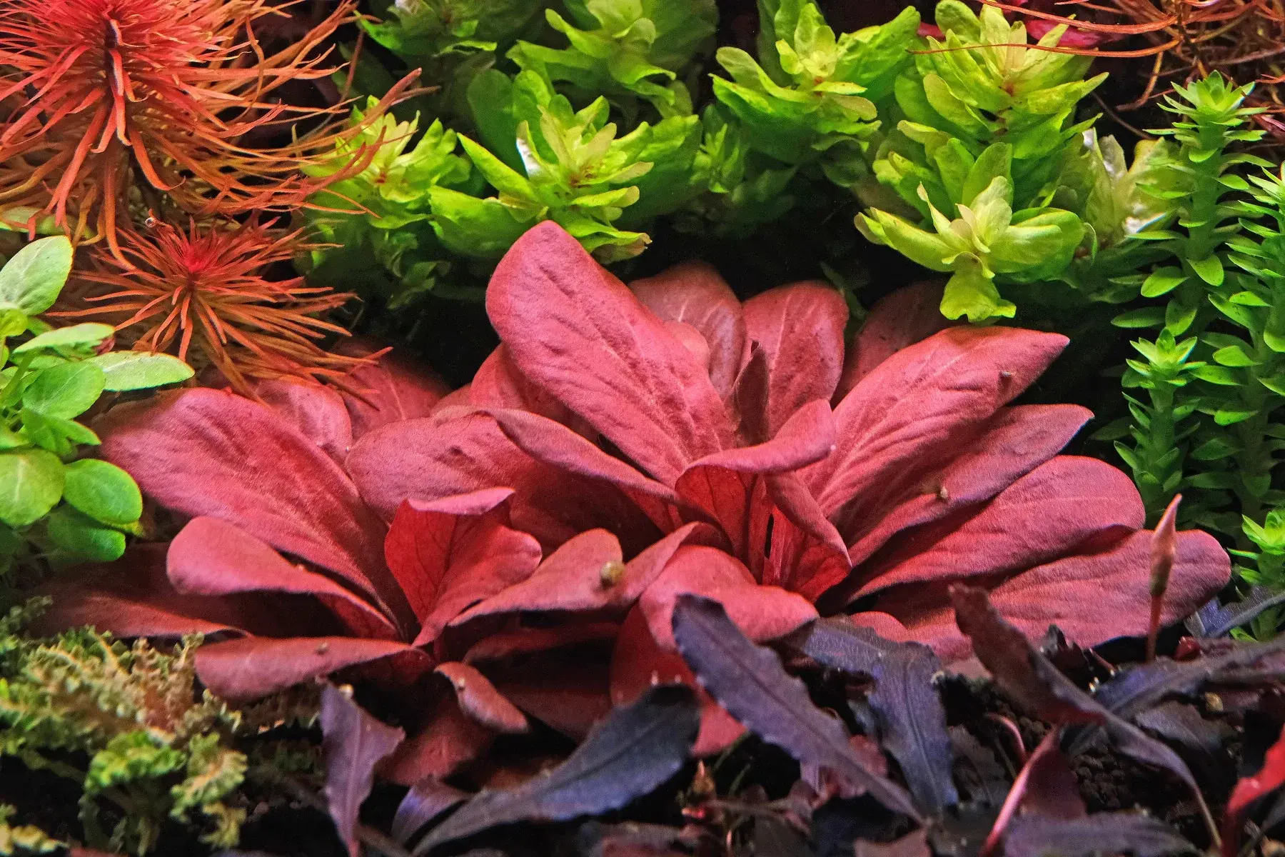 T Lysimachia Parvifolia 'Red' invitro