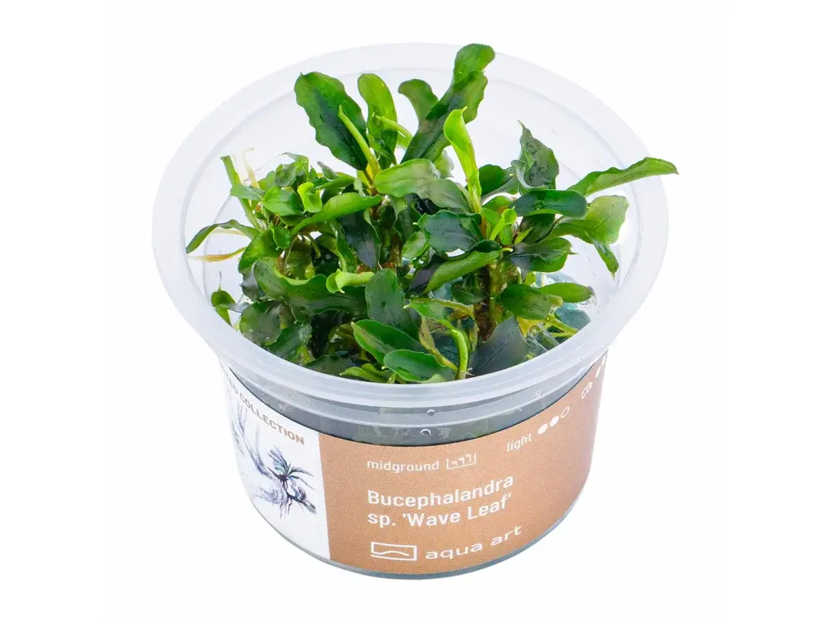 Bucephalandra sp Wave leaf invitro