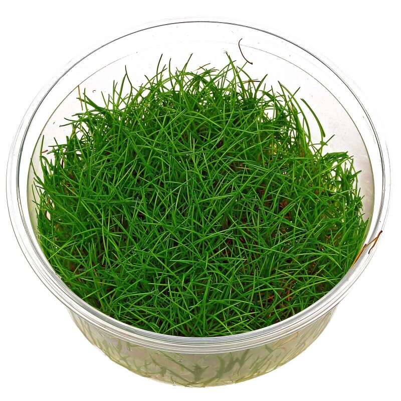 Eleocharis acicularis mini invitro