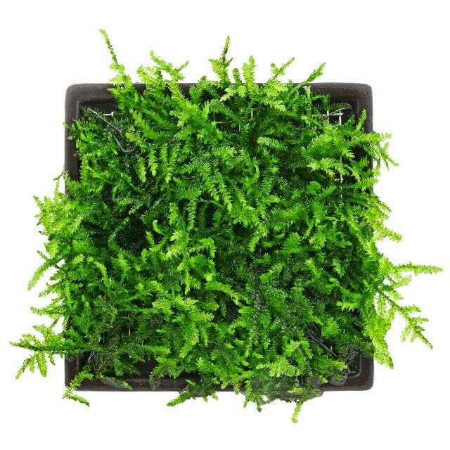 Vesicularia montagnei Krabi Moss invitro